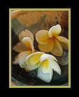 still life of frangipani petals thumbnail